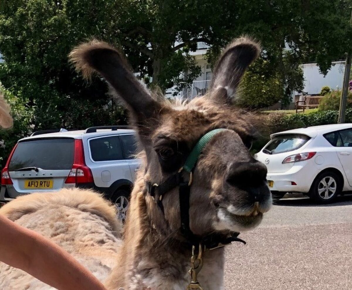 L Lama head