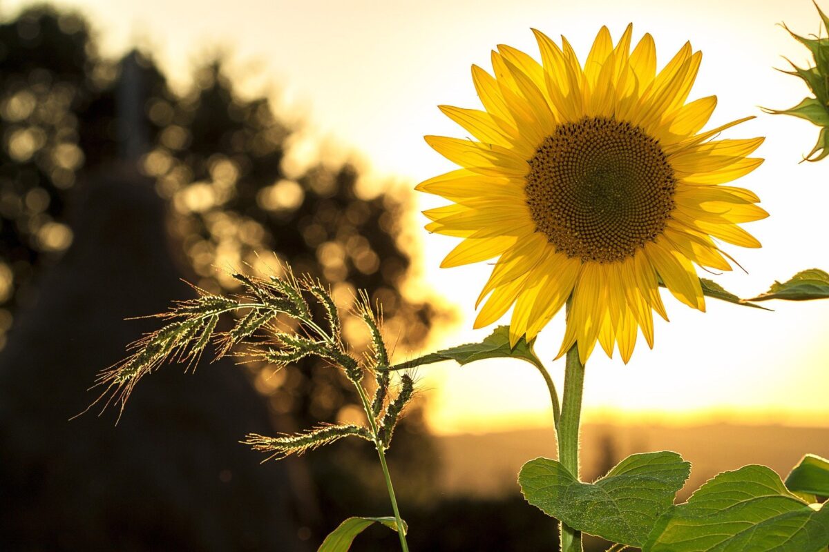 Sunflower 1127174 1920