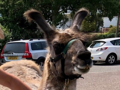 L Lama head