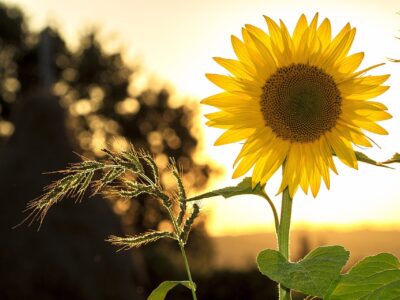 Sunflower 1127174 1920